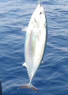 Image of Bullet Mackerel