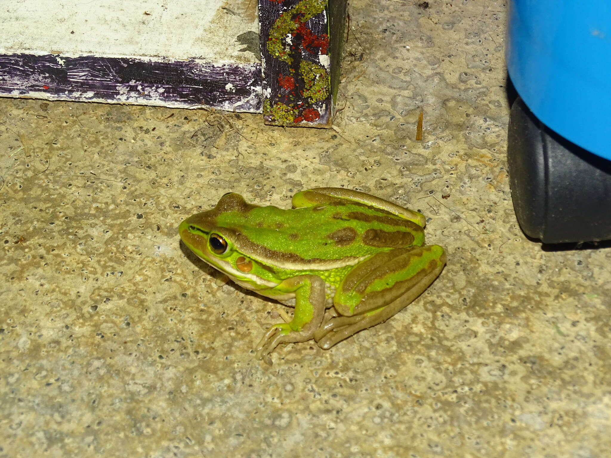 Image of Green and golden bell frog