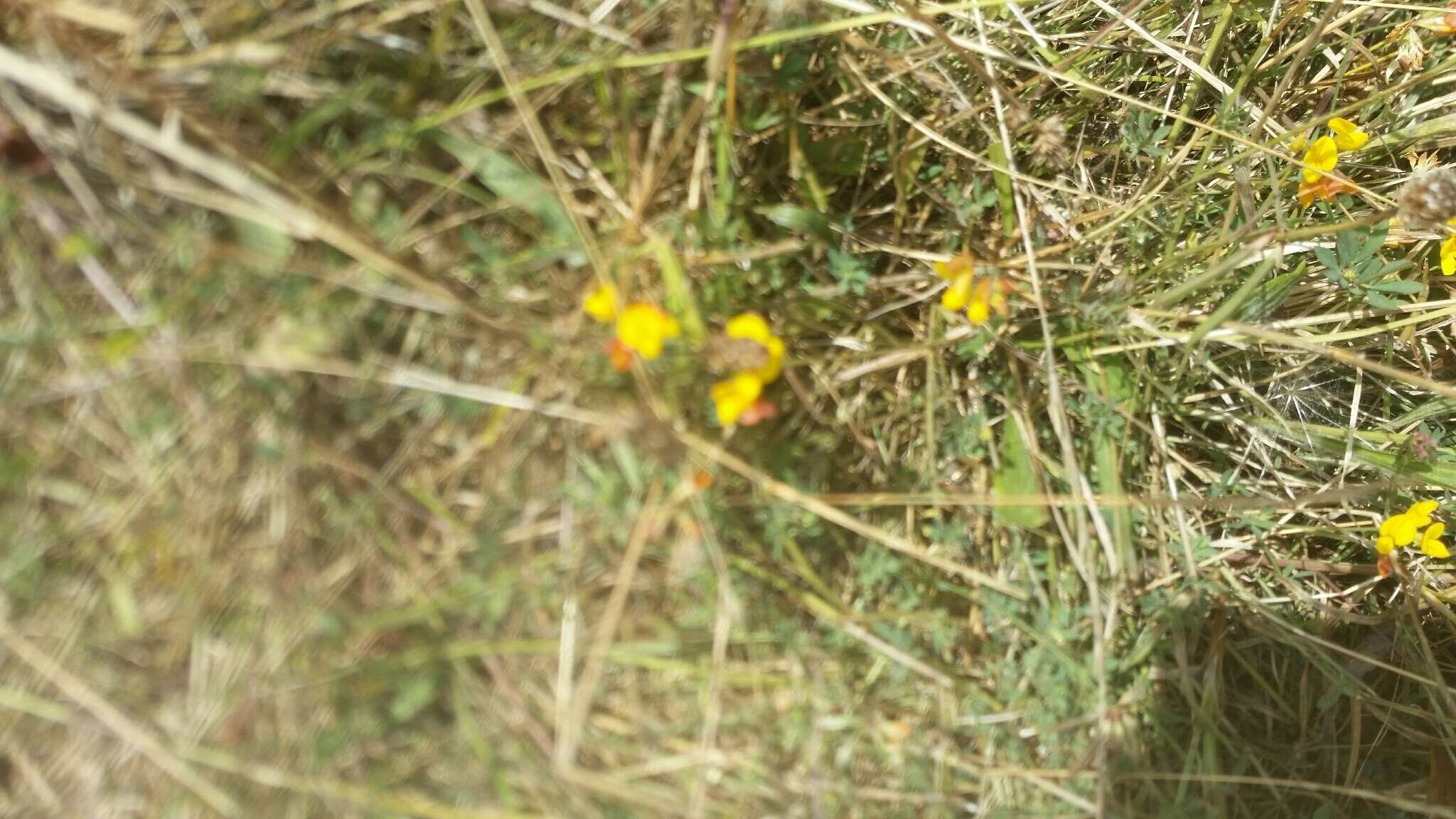 Image of bird's-foot trefoil