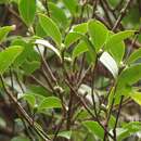 Image of Camellia brevistyla (Hayata) Cohen-Stuart