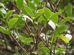 Image of Camellia brevistyla (Hayata) Cohen-Stuart