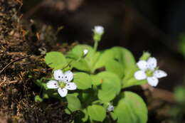 Image of Pseudostellaria heterantha (Maxim.) Pax