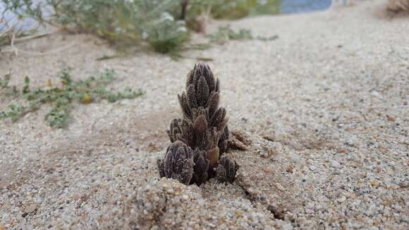 Image of desert broomrape