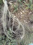 Image de Stipa papposa Nees