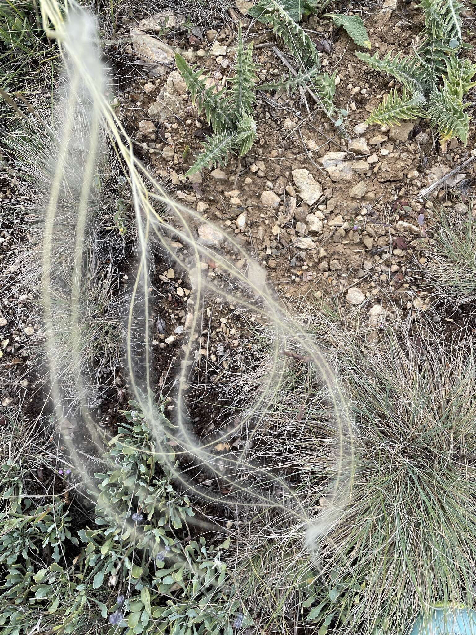 Image de Stipa papposa Nees