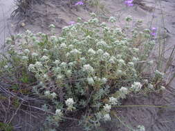 Image of Teucrium dunense Sennen