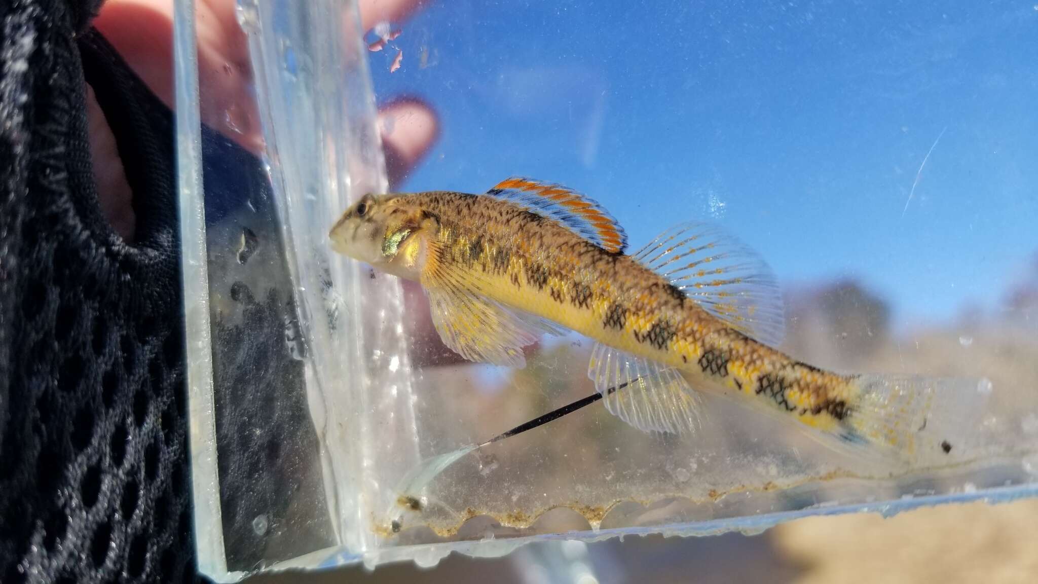 Image of Blueside Darter