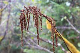 Image of bride's feathers