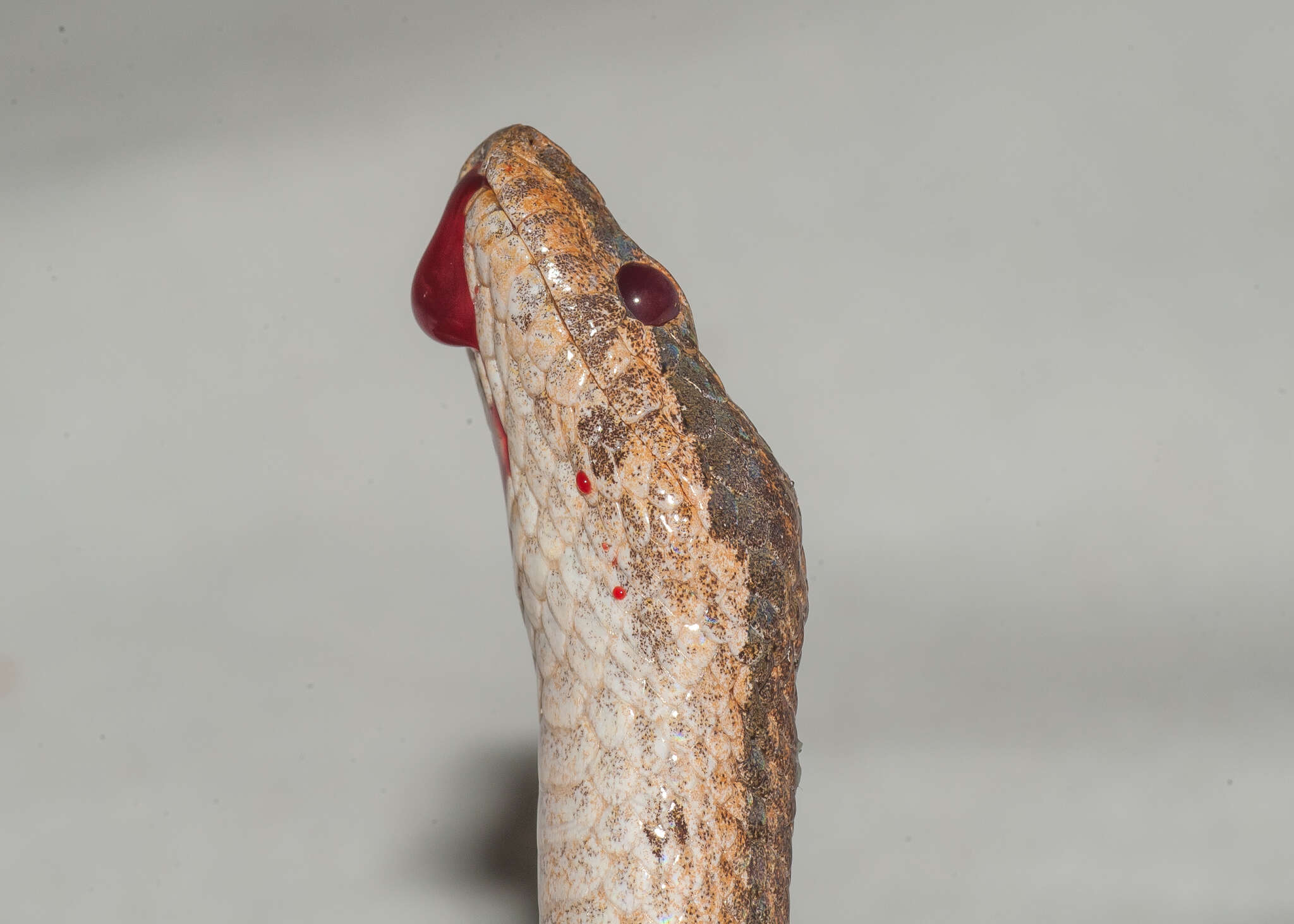 Tropidophis melanurus (Schlegel 1837) resmi