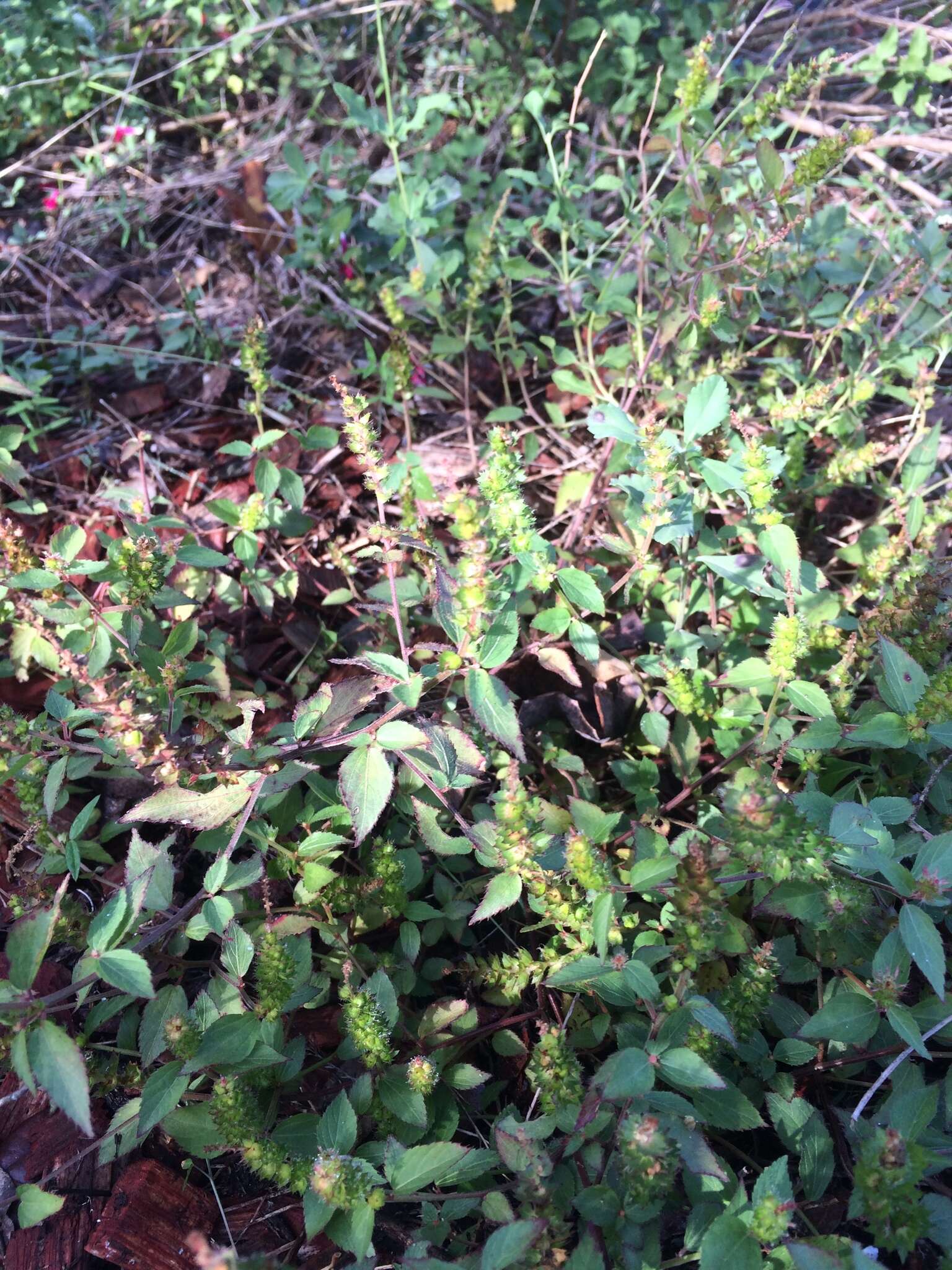 Image de Acalypha phleoides Cav.