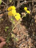 Image de Nidorella resedifolia subsp. resedifolia