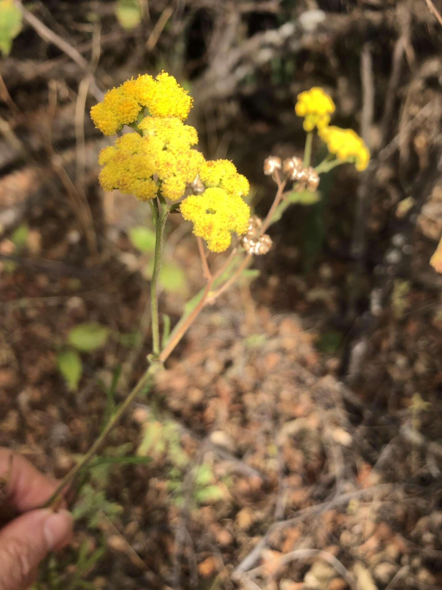 Слика од Nidorella resedifolia subsp. resedifolia