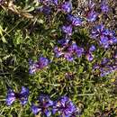 Image of Tolmie's penstemon