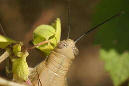 Image of Valanga irregularis (Walker & F. 1870)