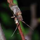 Image of Pterolophia (Hylobrotus) annulata (Chevrolat 1845)