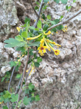 Image of golden currant