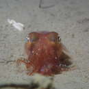 Image of Common Bobtail Squid