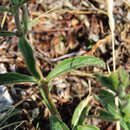 Sivun Veronica spicata subsp. fischeri (Trávn.) Albach kuva
