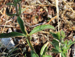 Image of Veronica spicata subsp. fischeri (Trávn.) Albach
