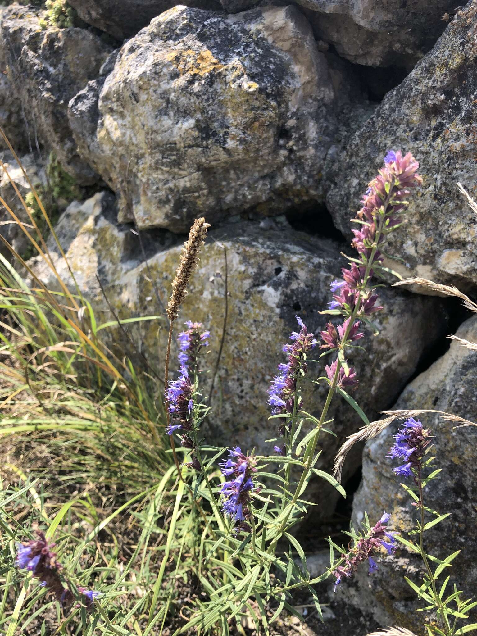 Image of Hyssopus officinalis subsp. officinalis