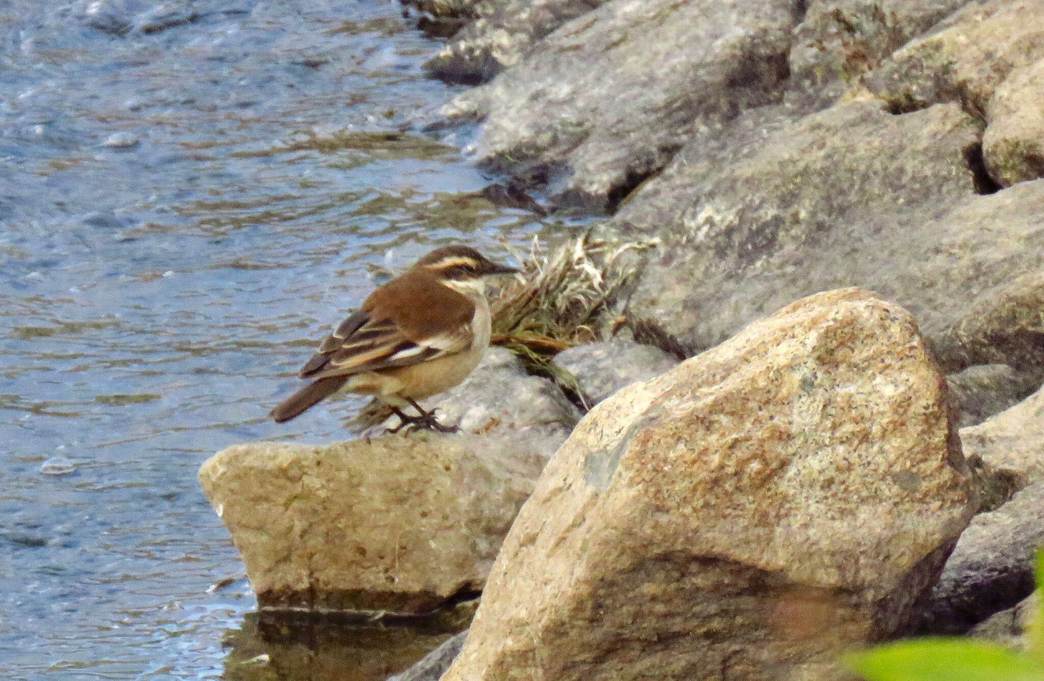 Image of Cream-winged Cinclodes