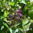 Image of Canavalia oxyphylla Standl. & L. O. Williams