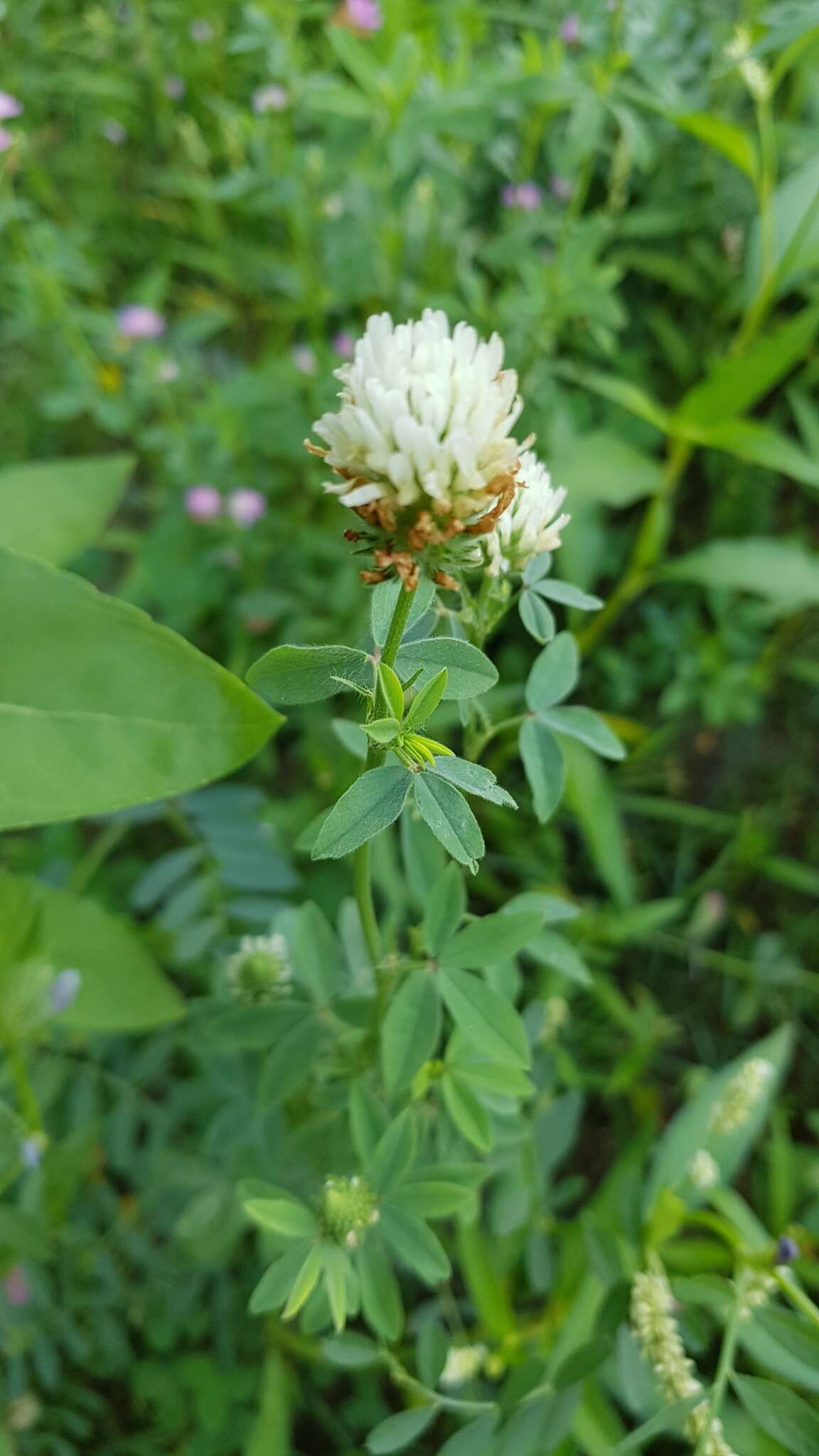 Image of Egyptian clover