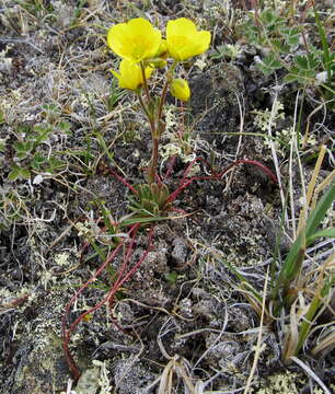 Saxifraga flagellaris subsp. setigera (Pursh) Tolm.的圖片