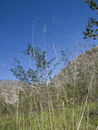 Image of Ptilagrostis mongholica (Turcz. ex Trin.) Griseb.