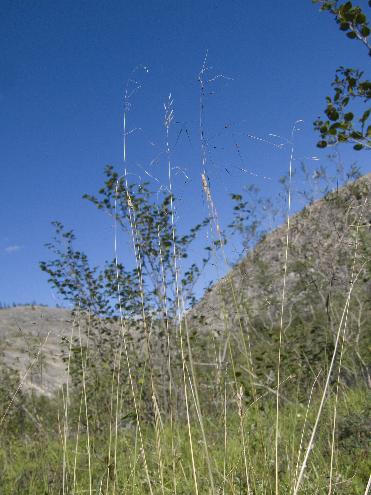 Image of Ptilagrostis mongholica (Turcz. ex Trin.) Griseb.