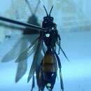 Image of Ichneumon primatorius Forster 1771