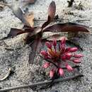 Image of Ochna arenaria De Wild. & Dur.