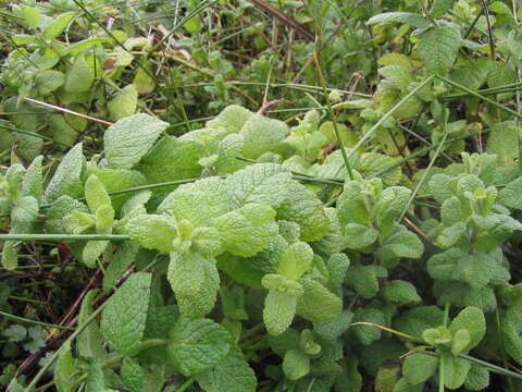 Imagem de Mentha rotundifolia (L.) Huds.