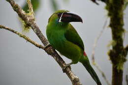 Image of Crimson-rumped Toucanet