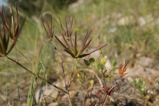 صورة Scandix macrorhyncha C. A. Mey.