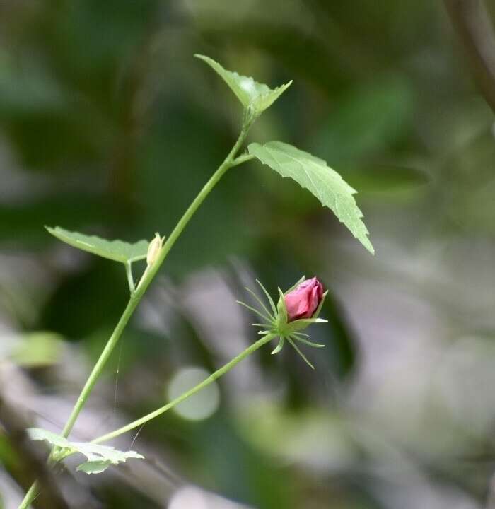 Imagem de Hibiscus phoeniceus Jacq.