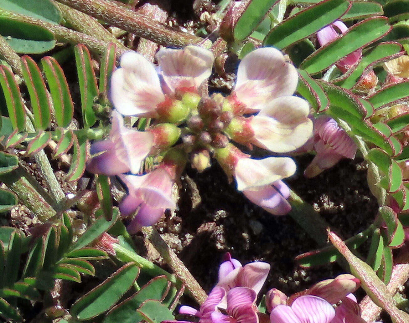 Image of Lessertia carnosa Eckl. & Zeyh.