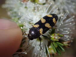 Image of Castiarina inconspicua (Saunders 1868)