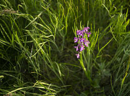 Anacamptis morio subsp. caucasica (K. Koch) H. Kretzschmar, Eccarius & H. Dietr. resmi