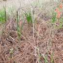 Image of Agave coetocapnia subsp. coetocapnia