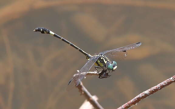 Image of Austroepigomphus Fraser 1953