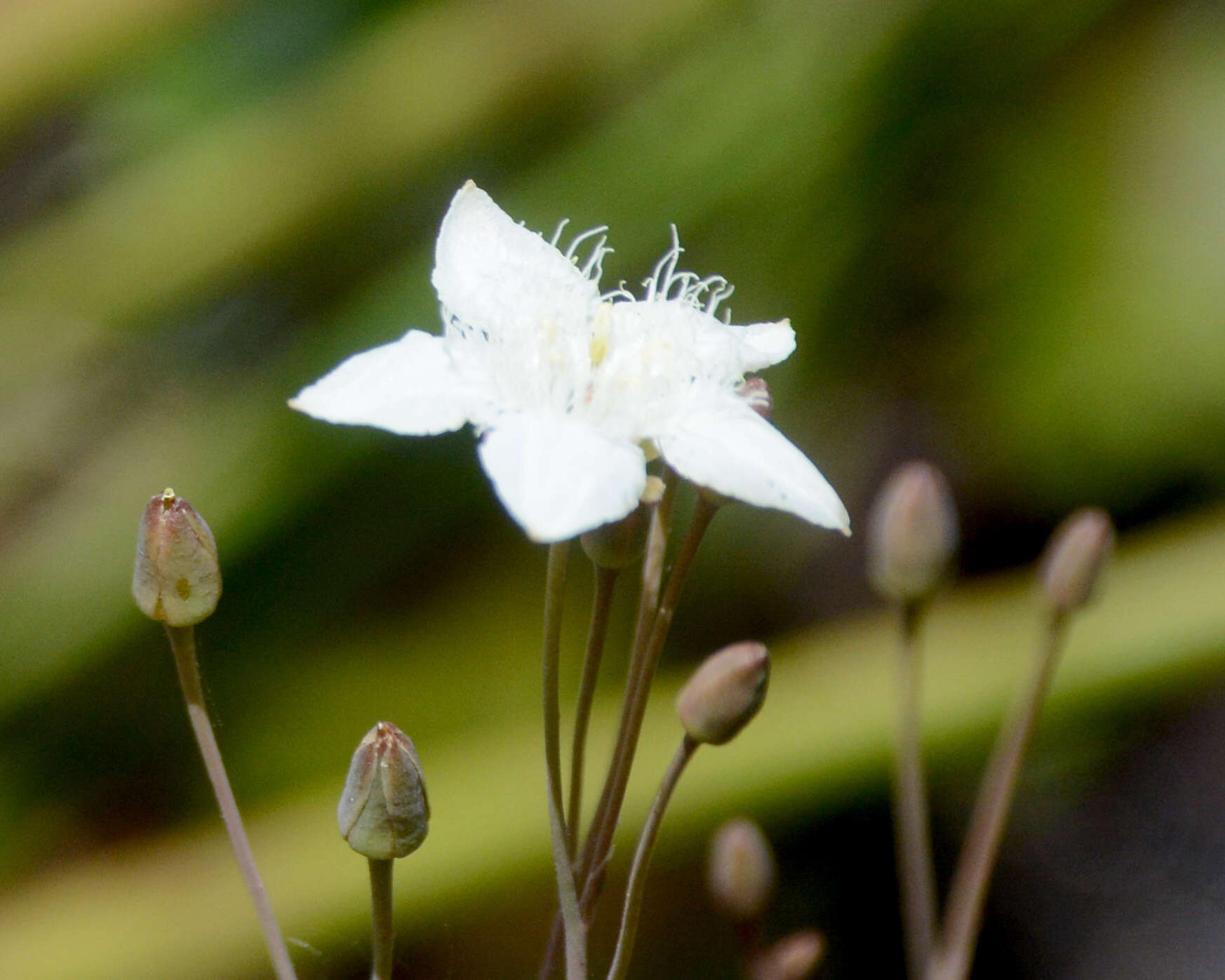 Image of Ornduffia albiflora (F. Müll.) Tippery & Les