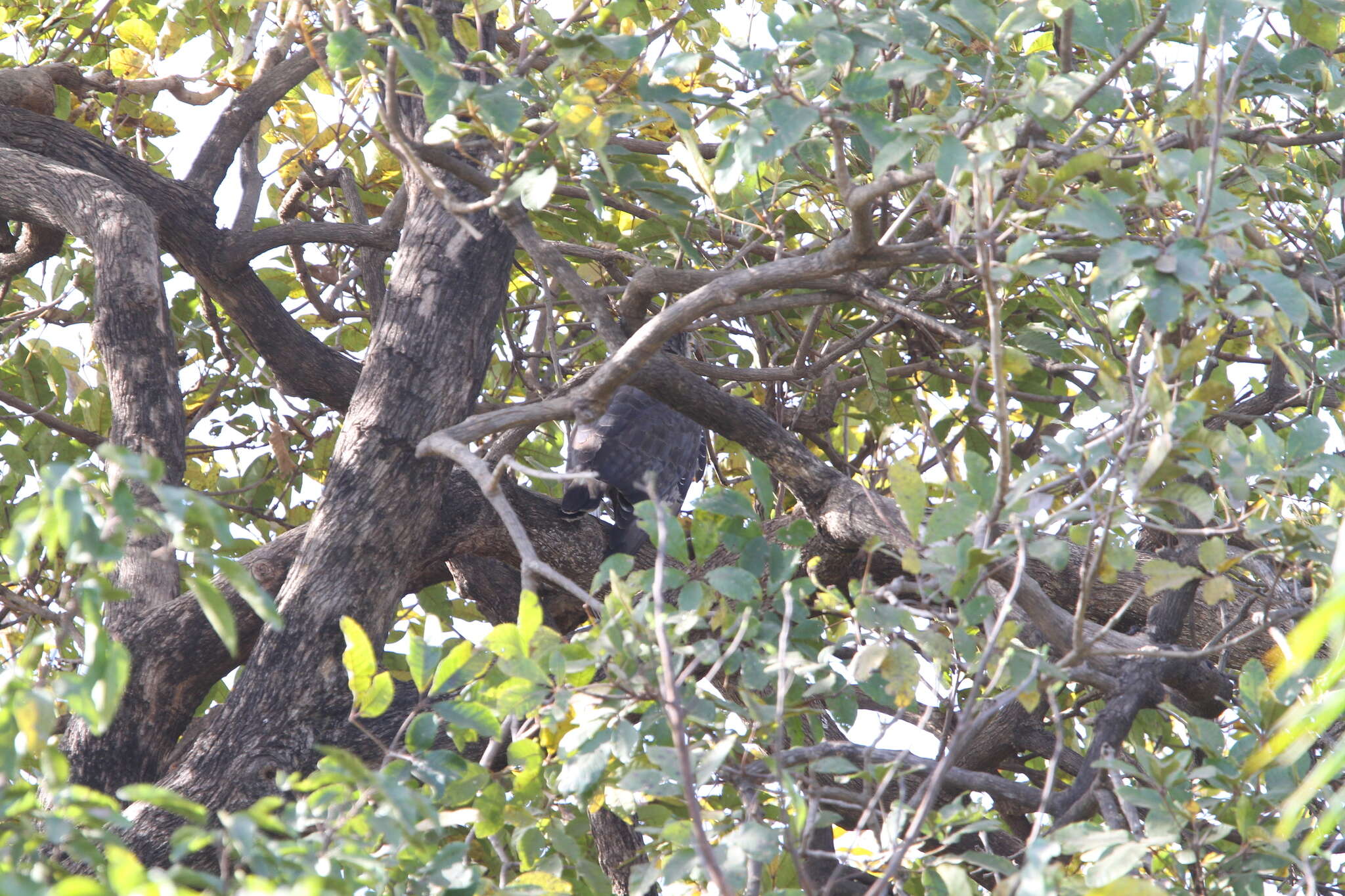 Image of Banded Snake-Eagle