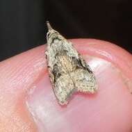 Image of Currant Fruitworm Moth