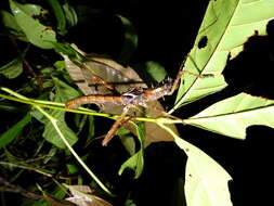 Image of Haaniella echinata (Redtenbacher 1906)