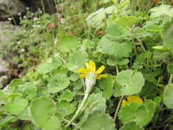 Image of Cineraria mollis E. Mey. ex DC.