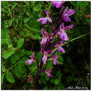 صورة Orchis patens subsp. patens