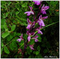 Image of Orchis patens subsp. patens