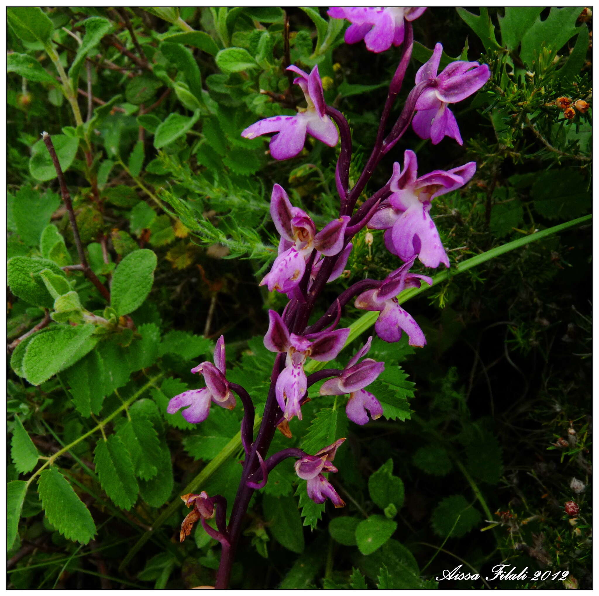 Image of Orchis patens subsp. patens