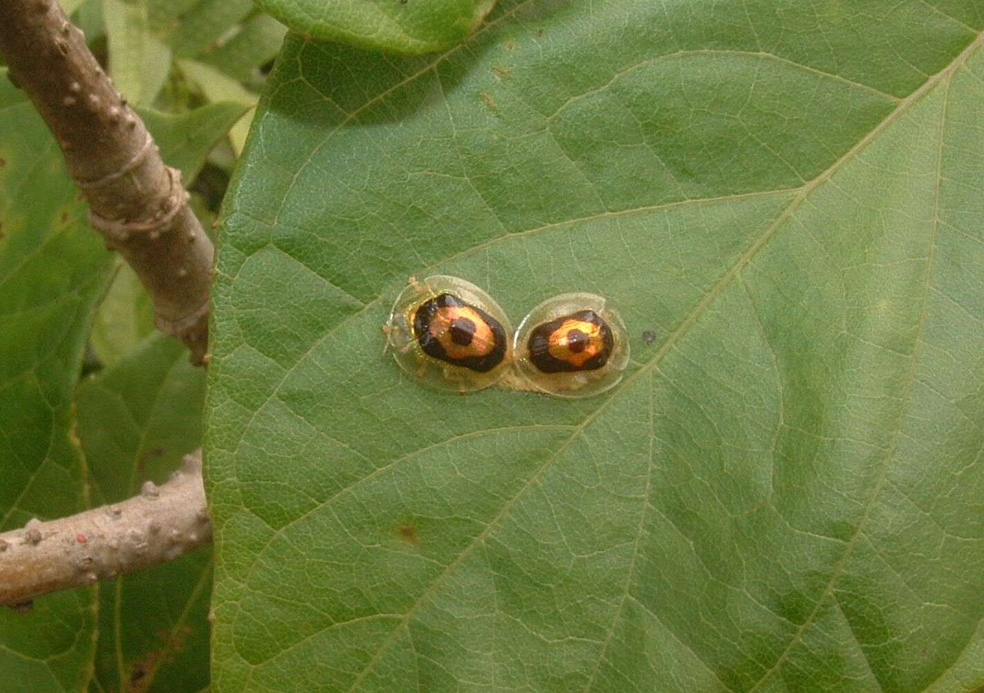 Tapinaspis wesmaeli (Boheman 1855) resmi